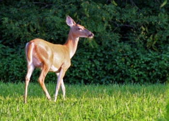 Олень пытался освободить из магазина чучело “товарища”