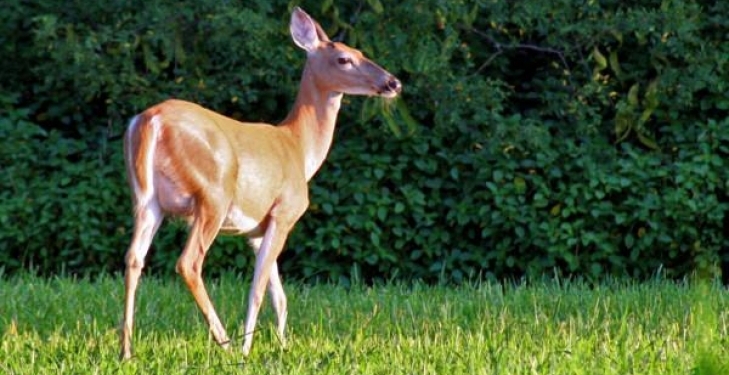 Олень пытался освободить из магазина чучело “товарища”