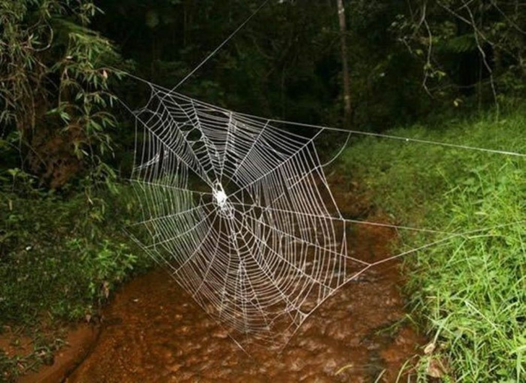 Лучшие мостостроители. Мадагаскарские пауки плетут переходы через реки 1