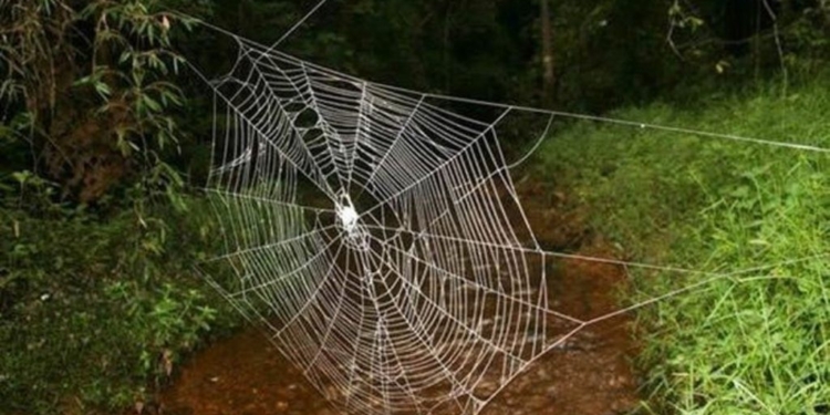 Лучшие мостостроители. Мадагаскарские пауки плетут переходы через реки