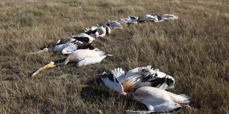 На Николаевщине стая пеликанов погибла из-за линии электропередач