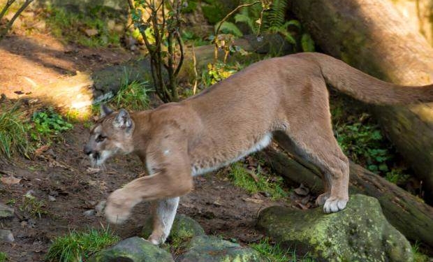 Это ночной кошмар, но не сон. В США пума запрыгнула через окно на спящую женщину