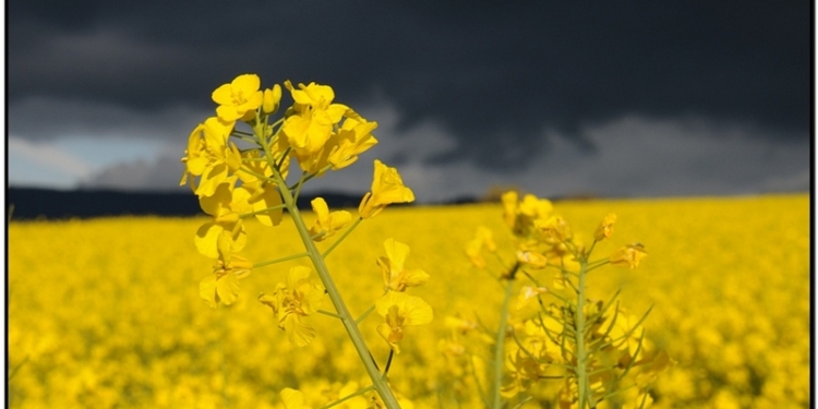 В Николаевской области понедельничный ливень и ветер частично повредили посевы озимого рапса