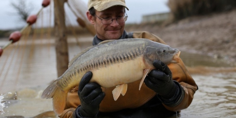Канализационные стоки превращают самцов рыб в транссексуалов
