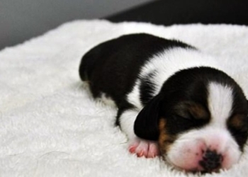 В Китае выведена генно-модифицированная клонированная собака