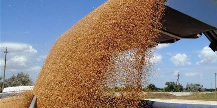 Государственная продовольственная зерновая корпорация Украины оказалась на грани дефолта