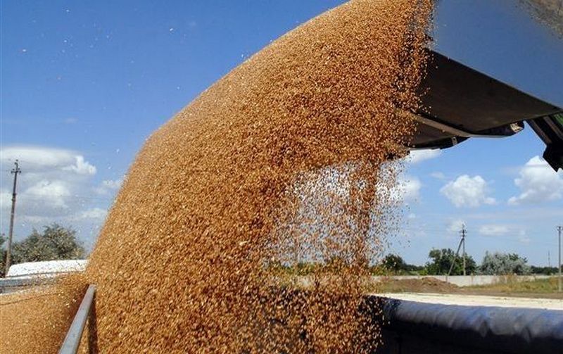 Египет и Китай оказались крупнейшими покупателями украинского зерна 3