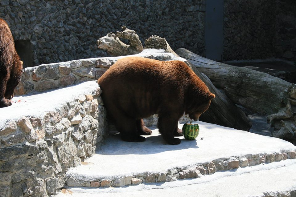 В Николаевском зоопарке медведям в жару дают мороженные фрукты и лед из компота 1