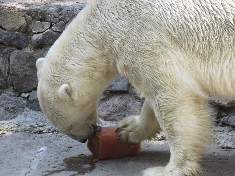 В Николаевском зоопарке медведям в жару дают мороженные фрукты и лед из компота 13