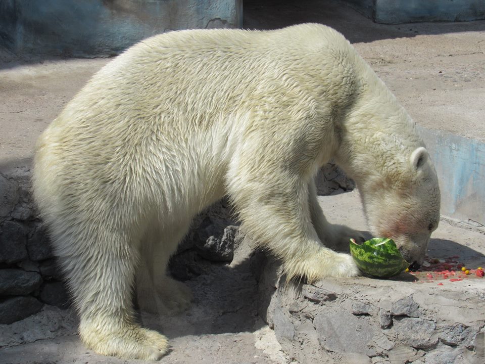 В Николаевском зоопарке медведям в жару дают мороженные фрукты и лед из компота 9