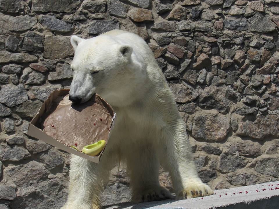 В Николаевском зоопарке медведям в жару дают мороженные фрукты и лед из компота 5