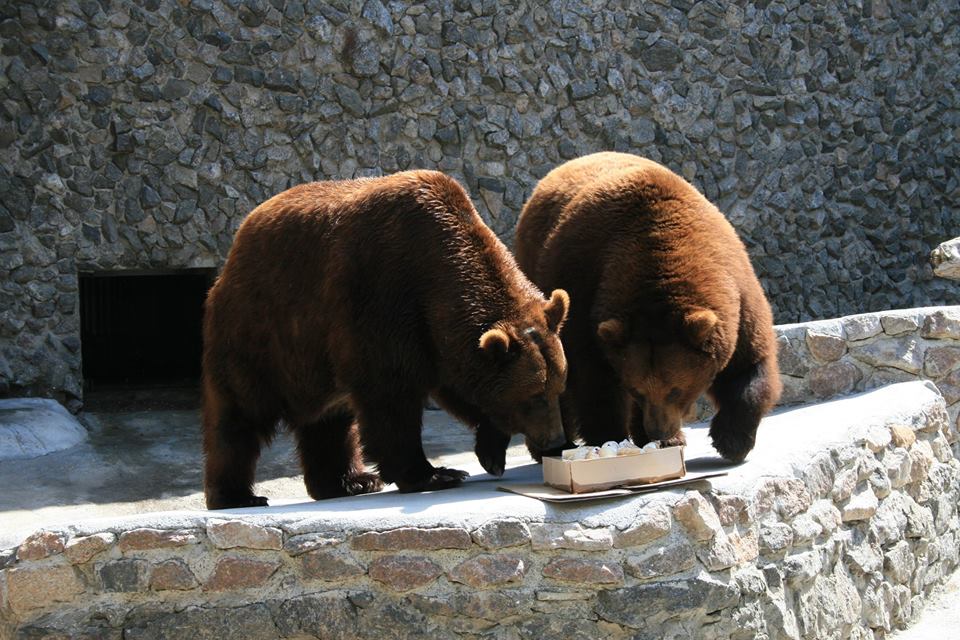 В Николаевском зоопарке медведям в жару дают мороженные фрукты и лед из компота 11