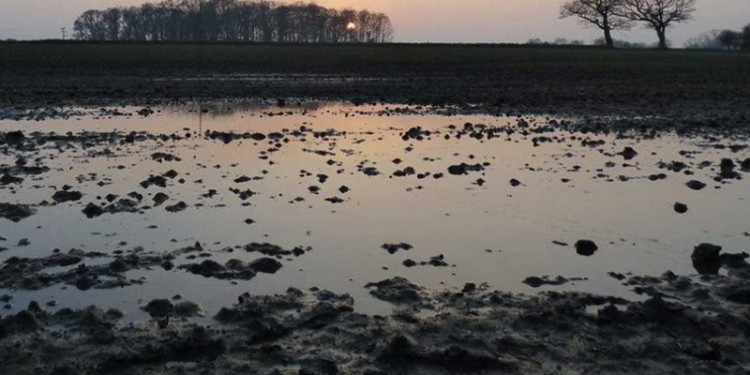 Ученые нашли 150-летние растения-“зомби” на дне прудов