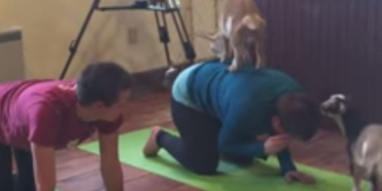 Медитация с козами. В США это сейчас очень модно