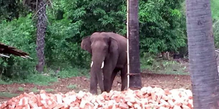 Слон, убивший в Индии 15 человек, застрелен
