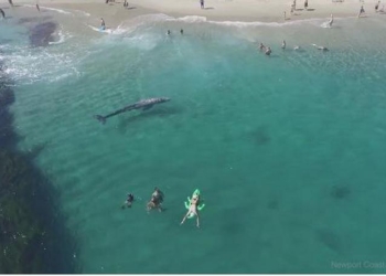 Шестиметровый кит заплыл на пляж в США. Но его никто не заметил…