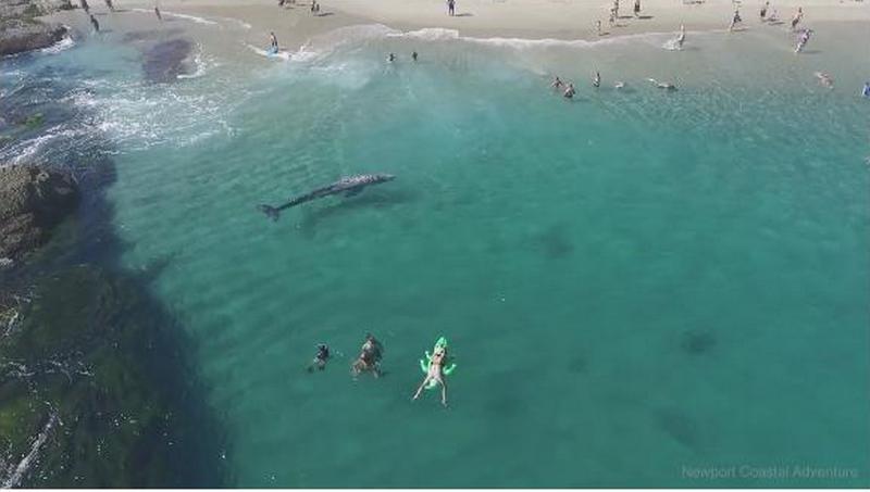 Шестиметровый кит заплыл на пляж в США. Но его никто не заметил… 1