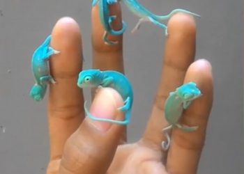 По одному для каждого пальца: в сети показали совсем маленьких бирюзовых хамелеончиков