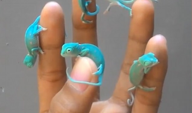 По одному для каждого пальца: в сети показали совсем маленьких бирюзовых хамелеончиков