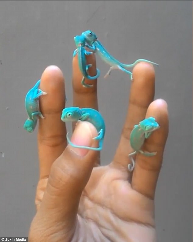 По одному для каждого пальца: в сети показали совсем маленьких бирюзовых хамелеончиков 1