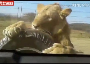 Со львом в кошки-мышки играть страшно: в природном парке в Южной Африке лев «проехался» на машине и изгрыз запасное колесо
