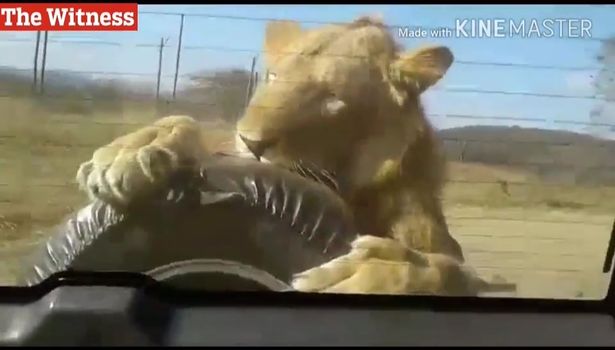 Со львом в кошки-мышки играть страшно: в природном парке в Южной Африке лев «проехался» на машине и изгрыз запасное колесо 1