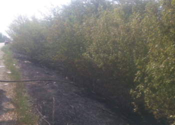 Из-за пожара лесополосы в Витовском районе Николаевщины часть Херсонского шоссе задымлена