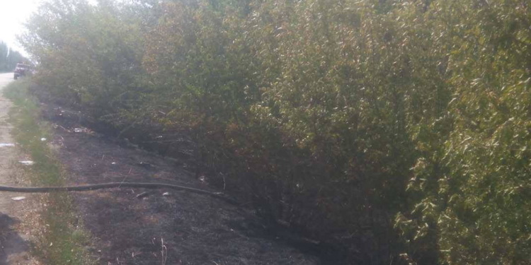 Из-за пожара лесополосы в Витовском районе Николаевщины часть Херсонского шоссе задымлена