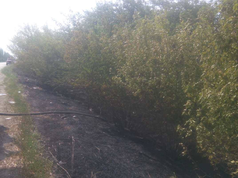 Из-за пожара лесополосы в Витовском районе Николаевщины часть Херсонского шоссе задымлена 1