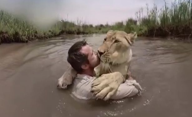 «За львиную любовь»: зоозащитник вырастил двух львиц, брошенных матерью, и научил их жить в природе