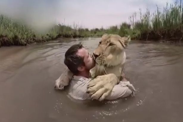 «За львиную любовь»: зоозащитник вырастил двух львиц, брошенных матерью, и научил их жить в природе 1
