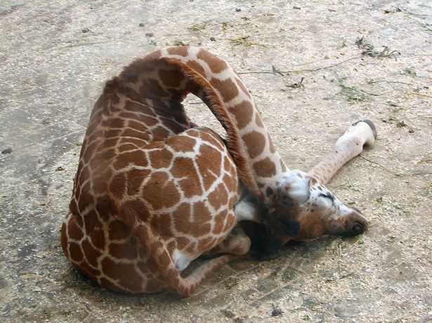 Вы никогда не задумывались, как спят жирафы? 1