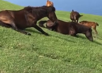 Звери как люди: дикие японские лошади получают удовольствие от катания по травяному склону