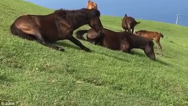 Звери как люди: дикие японские лошади получают удовольствие от катания по травяному склону 1