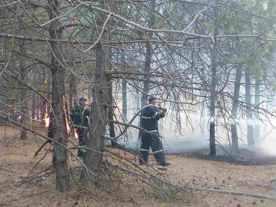 На Николаевщине горит Новопетровский лес – пожар, который мешает тушить ветер, охватил 50 га 3
