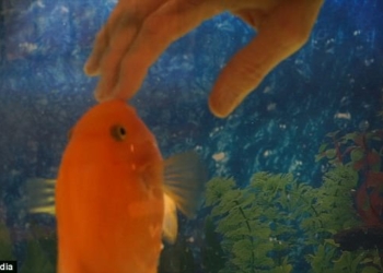 Рыбка, которая решила, что она собака: эта цихлида больше корма любит ласки своего хозяина