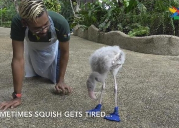 «Дитя заката» в голубых ботинках: малышу фламинго надевают специальную обувь, чтобы он не травмировал лапы