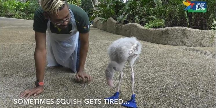 «Дитя заката» в голубых ботинках: малышу фламинго надевают специальную обувь, чтобы он не травмировал лапы