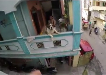 Сенбернар помешал паркурщику снять безупречное видео с трюками, но заставил его перепрыгнуть с одного здания на другое через улицу