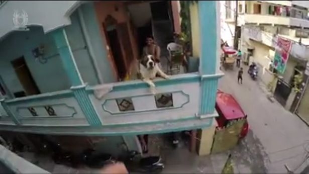 Сенбернар помешал паркурщику снять безупречное видео с трюками, но заставил его перепрыгнуть с одного здания на другое через улицу