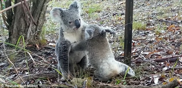 «Мама, помоги мне!»: коала-мать освободила своего малыша, зацепившегося мехом за колючую проволоку 1
