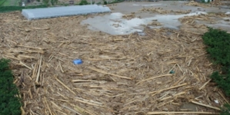 Из-за сезонных муссонных дождей в Южной Азии погибло более 800 человек, более миллиона человек эвакуированы