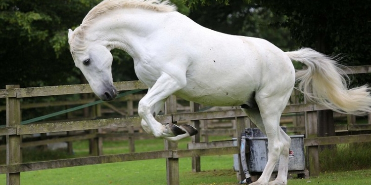 Как уходят на пенсию королевские лошади? Имея почтовую марку, статую и вдоволь сочной травы