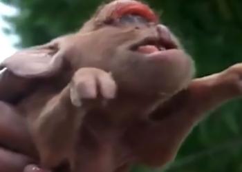 Так не бывает, но ведь есть! На Кубе родился поросенок с мордочкой обезьяны и одним глазом