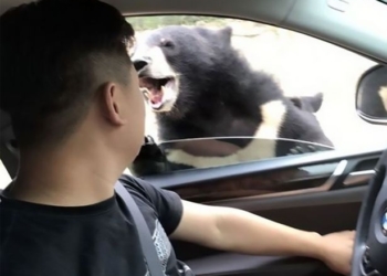 Не зря ж предупреждают не кормить животных: в парке дикой природы в Китае медведь вместе с угощением пытался оттяпать и руку туриста