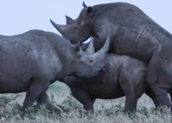 Зависть и в животном мире толкает на подлости: носорог вторгся в «акт любви», чтобы занять место соперника