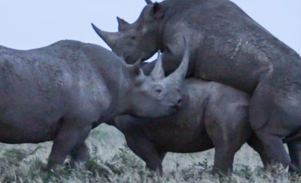 Зависть и в животном мире толкает на подлости: носорог вторгся в «акт любви», чтобы занять место соперника