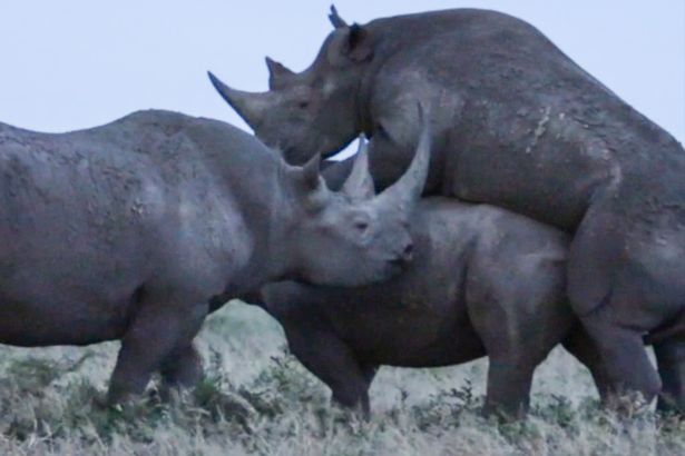 Зависть и в животном мире толкает на подлости: носорог вторгся в «акт любви», чтобы занять место соперника 1