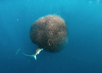 «Кадр на миллион»: стая мелких рыб поглотила акулу