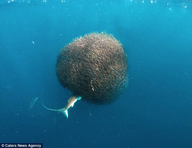 «Кадр на миллион»: стая мелких рыб поглотила акулу 1